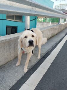 거제시유기동물보호소에서 04월 25일 발견해서 보호하고 있는 강아지 정보입니다.