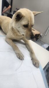순천시유기동물보호소에서 04월 25일 발견해서 보호하고 있는 강아지 정보입니다.