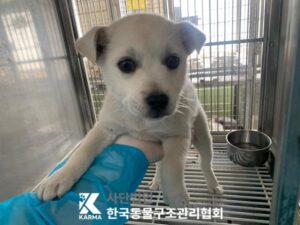 한국동물구조관리협회에서 04월 24일 발견해서 보호하고 있는 강아지 정보입니다.