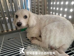 한국동물구조관리협회에서 04월 24일 발견해서 보호하고 있는 강아지 정보.