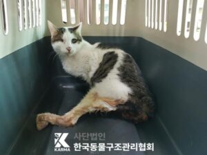 한국동물구조관리협회에서 04월 24일 발견해서 보호하고 있는 고양이 정보입니다.