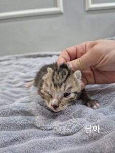 옥천동물병원에서 보호하고 있는 유기된 고양이안내.