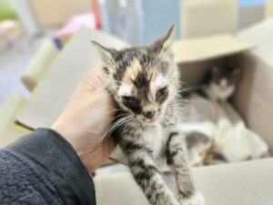(사)영일동물플러스에서 04월 26일 발견해서 보호하고 있는 고양이 정보안내.