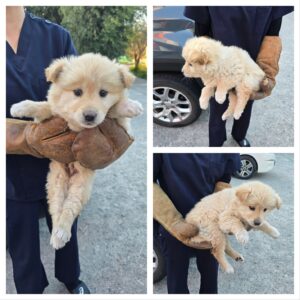 당진시동물보호소에서 04월 27일 발견해서 보호하고 있는 강아지 정보입니다.