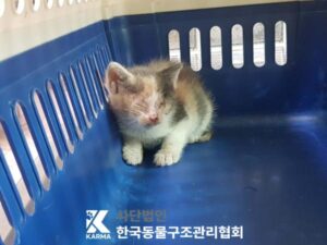 한국동물구조관리협회에서 04월 26일 발견해서 보호하고 있는 고양이 정보입니다.