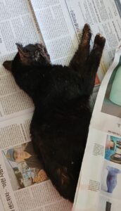 대구유기동물보호협회에서 04월 26일 발견해서 보호하고 있는 고양이 정보.