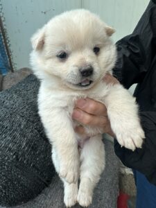 금왕동물병원에서 04월 27일 발견해서 보호하고 있는 강아지 정보입니다.