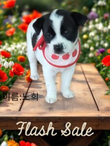 성주유기동물보호센터에서 보호중인 유기된 강아지입니다.