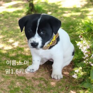 성주유기동물보호센터에서 04월 28일 발견해서 보호하고 있는 강아지 정보입니다.