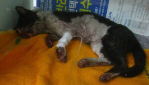 산타클라라동물병원에서 04월 28일 발견해서 보호하고 있는 고양이 정보안내.