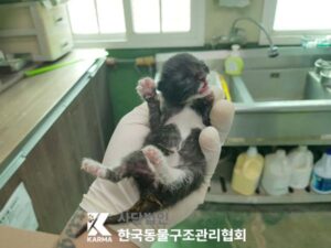 한국동물구조관리협회에서 04월 28일 발견해서 보호하고 있는 고양이 정보.