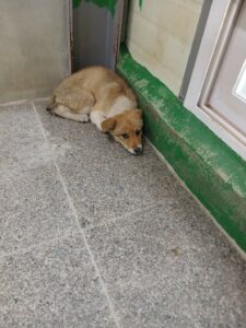 영주시 동물보호센터에서 보호하고 있는 유기된 강아지안내드립니다.