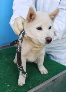 제주 동물보호센터에서 보호하고 있는 유기된 강아지입니다.