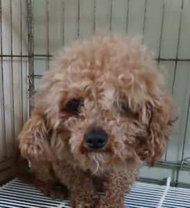 대구유기동물보호협회에서 보호중인 유기된 강아지안내드립니다.