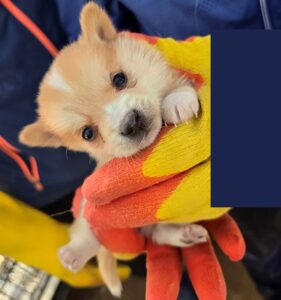 금일동물보호센터에서 04월 30일 발견해서 보호하고 있는 강아지 정보입니다.