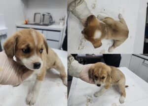 서산시 동물보호센터에서 보호하고 있는 유기된 강아지안내드립니다.