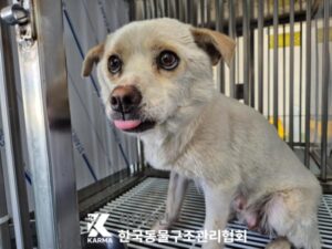 한국동물구조관리협회에서 04월 30일 발견해서 보호하고 있는 강아지 정보안내.
