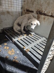 화성동물보호센터에서 05월 01일 발견해서 보호하고 있는 강아지 정보입니다.