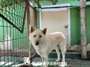 한국동물구조관리협회에서 04월 30일 발견해서 보호하고 있는 강아지 정보.