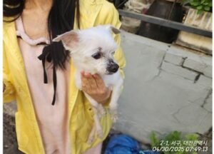 대전동물보호센터에서 보호하고 있는 유기된 강아지정보.