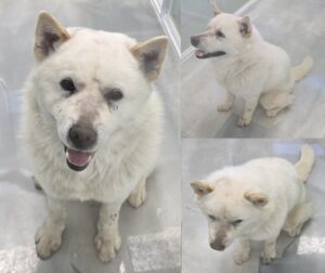 서산시 동물보호센터에서 05월 01일 발견해서 보호하고 있는 강아지 정보안내.