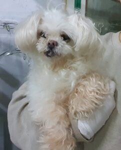 인천광역시수의사회에서 보호중인 유기된 강아지소개합니다.
