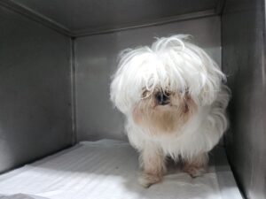 광주동물보호센터에서 보호하고 있는 유기된 강아지안내.