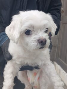 수원시 동물보호센터에서 보호중인 유기된 강아지안내드립니다.