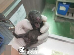 한국동물구조관리협회에서 05월 02일 발견해서 보호하고 있는 강아지 정보입니다.