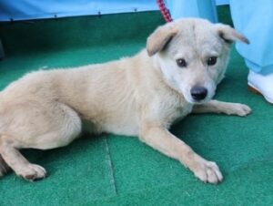 제주 동물보호센터에서 05월 03일 발견해서 보호하고 있는 강아지 정보안내.