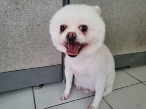 한국야생동물보호협회에서 05월 04일 발견해서 보호하고 있는 강아지 정보.