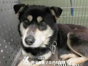 한국동물구조관리협회에서 보호중인 유기된 강아지정보.