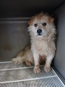 금왕동물병원에서 보호하고 있는 유기된 강아지안내.