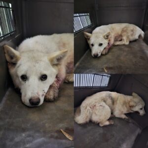 당진시동물보호소에서 05월 05일 발견해서 보호하고 있는 강아지 정보입니다.