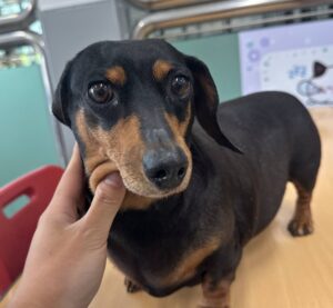 군산유기동물보호센터에서 05월 05일 발견해서 보호하고 있는 강아지 정보.