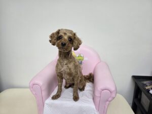 창원유기동물보호소에서 보호중인 유기된 강아지정보.