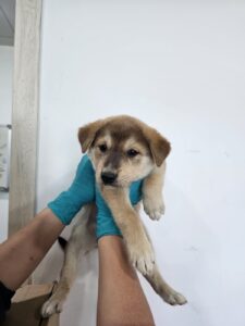 반려동물보호센터에서 보호중인 유기된 강아지소개합니다.