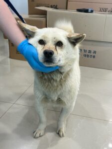 반려동물보호센터에서 보호중인 유기된 강아지안내합니다.