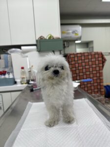 남양주시동물보호센터에서 보호중인 유기된 강아지안내드립니다.