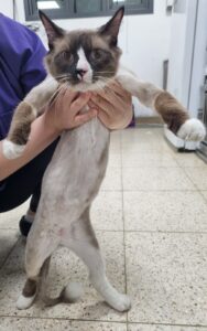 반려동물보호센터에서 보호하고 있는 유기된 고양이소개합니다.