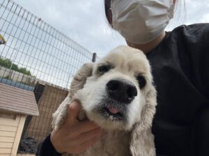 한국야생동물보호협회에서 보호중인 유기된 강아지안내합니다.