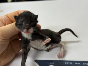 광주동물보호센터에서 보호하고 있는 유기된 고양이안내드립니다.