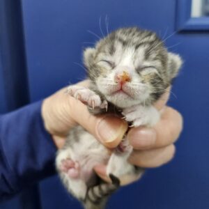 대구시수의사회(삼성)에서 보호하고 있는 유기된 고양이입니다.