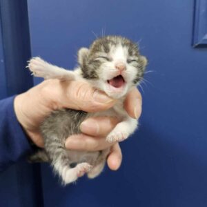 대구시수의사회(삼성)에서 05월 06일 발견해서 보호하고 있는 고양이 정보안내.