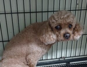 대구유기동물보호센터에서 05월 06일 발견해서 보호하고 있는 강아지 정보입니다.