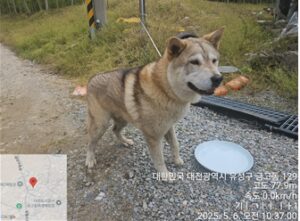대전동물보호센터에서 05월 07일 발견해서 보호하고 있는 강아지 정보안내.