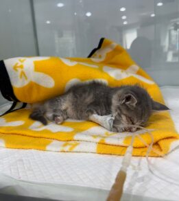 일산동물의료센터에서 보호하고 있는 유기된 고양이안내드립니다.