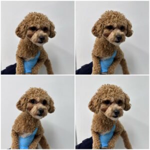 천안시 동물보호센터에서 보호중인 유기된 강아지안내드립니다.
