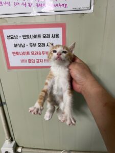 부산동물보호센터에서 보호중인 유기된 고양이안내.