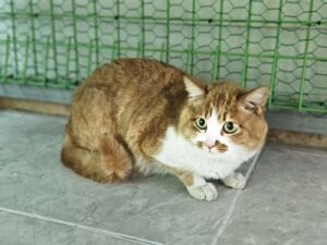 (사)영일동물플러스에서 05월 08일 발견해서 보호하고 있는 고양이 정보입니다.